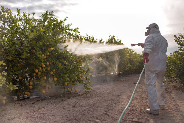 Flea Control Services in East Shoreham, NY
